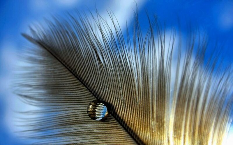 Feather with Water Droplet — Blue, Serene