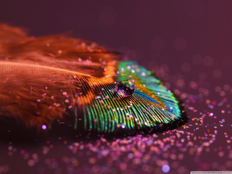 Feather with Water Droplet — Green, Dramatic, Photograph
