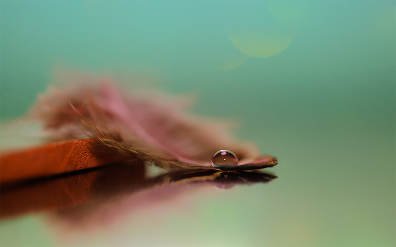 Feather with Water Droplet — Green, Serene