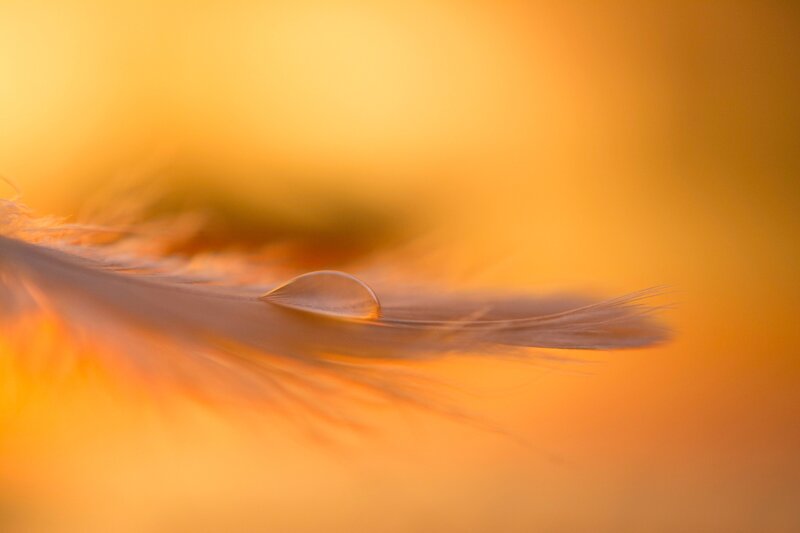Feather with Water Droplet — Orange