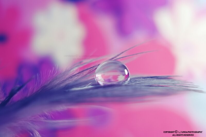 Feather with Water Droplet — Pink