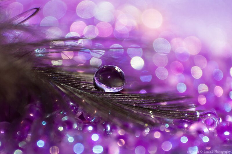 Feather with Water Droplet — Purple, Dreamy