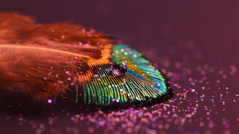 Feather with Water Droplet — Purple, Serene
