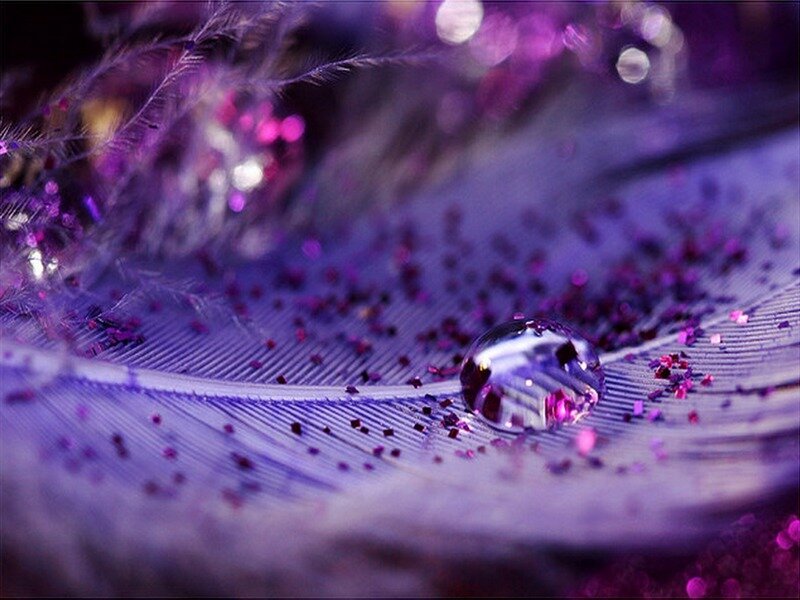 Feather with Water Droplet — Purple