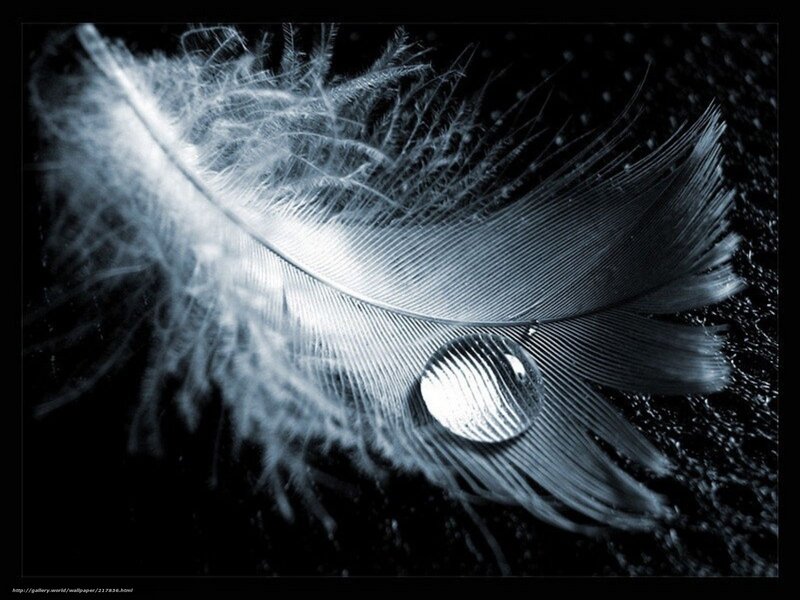 feather with water droplet