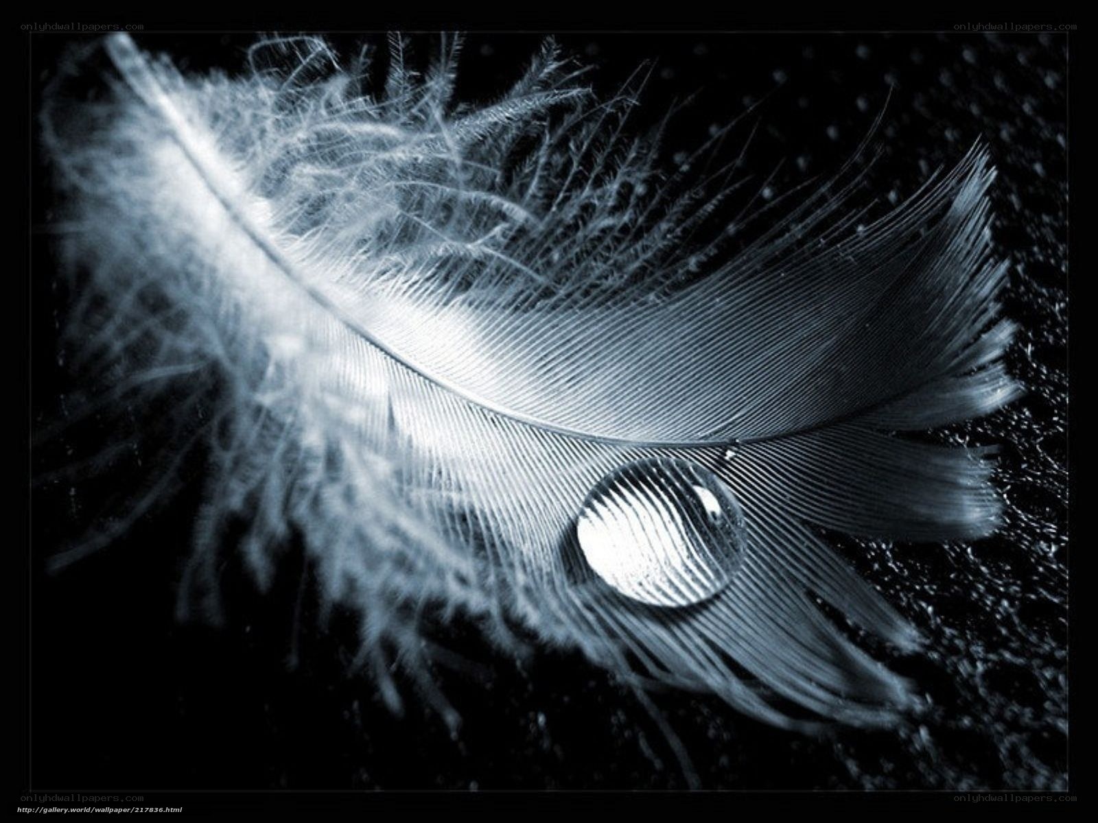 feather with water droplet