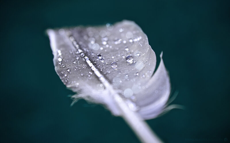 feather with water droplets
