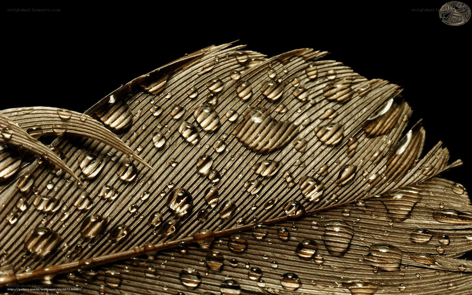 Feather with water droplets