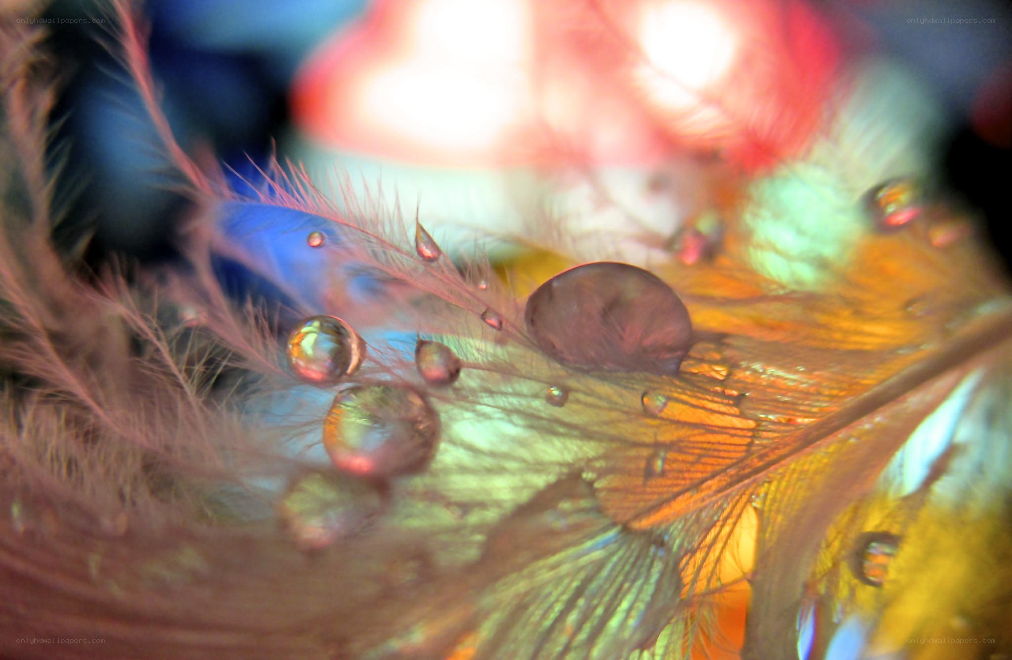 feather with water droplets