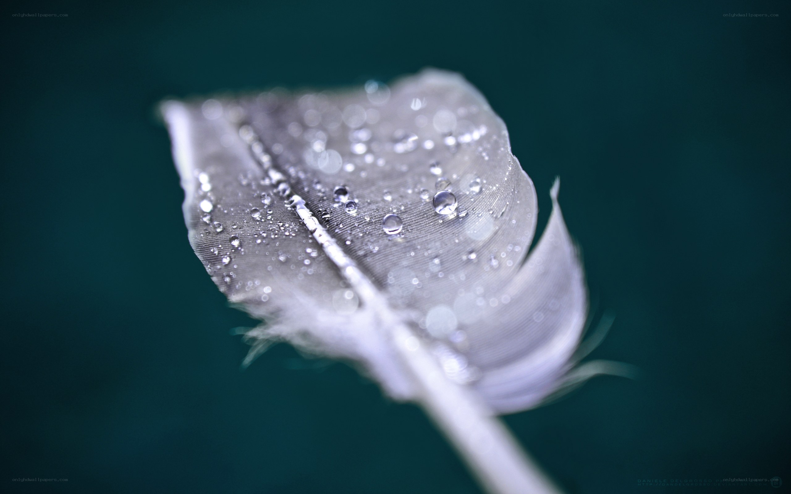 feather with water droplets