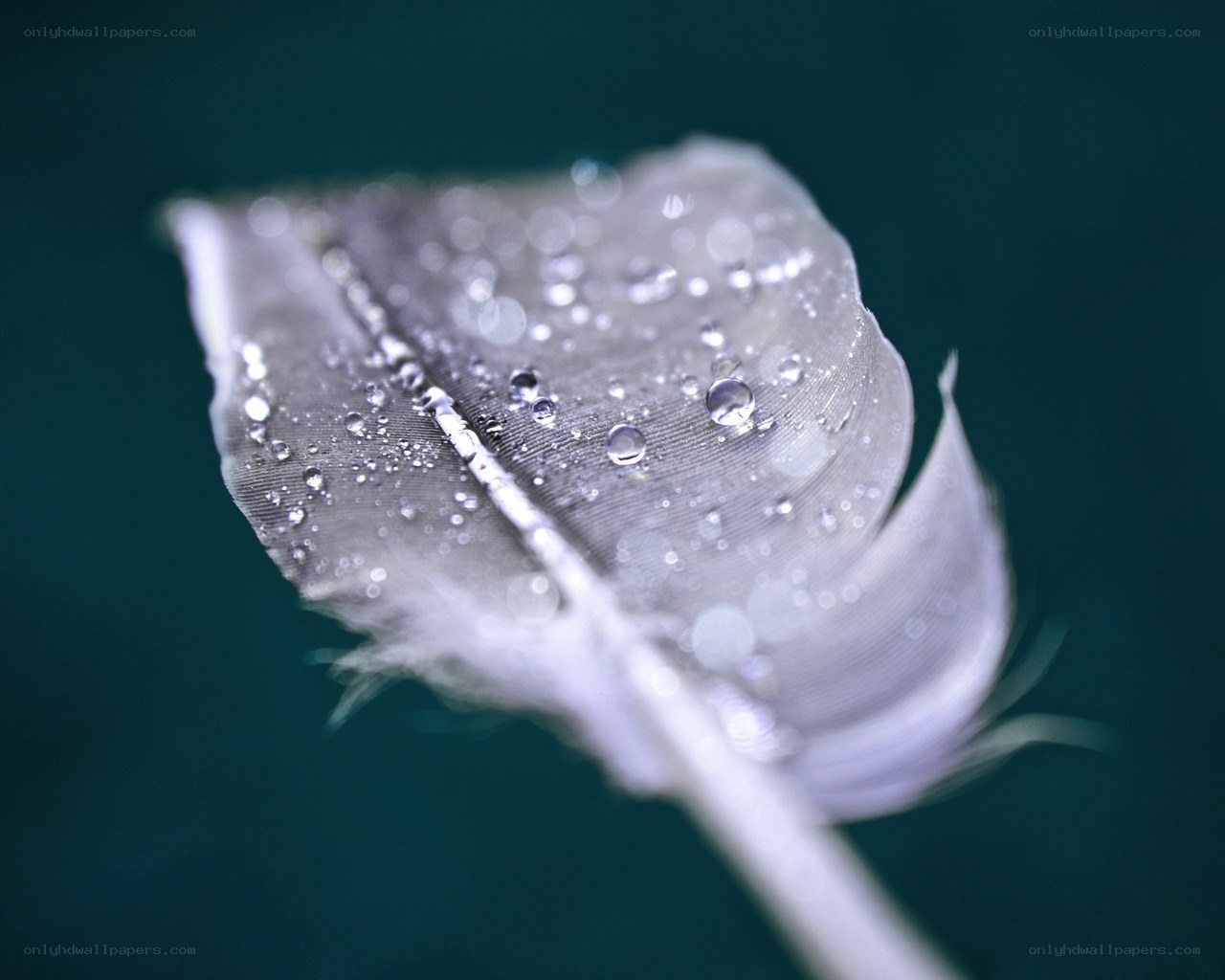 feather with water droplets