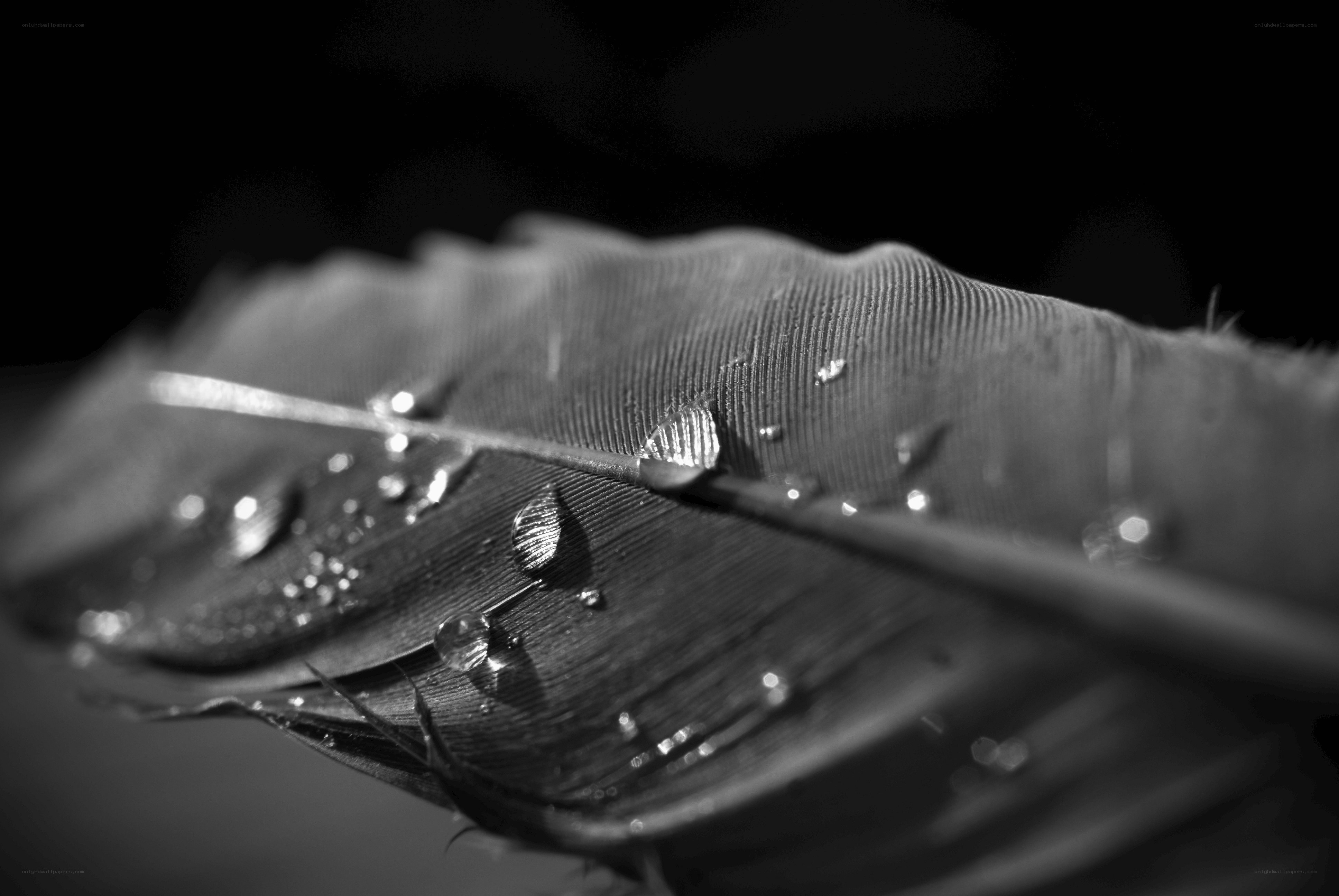 feather with water droplets