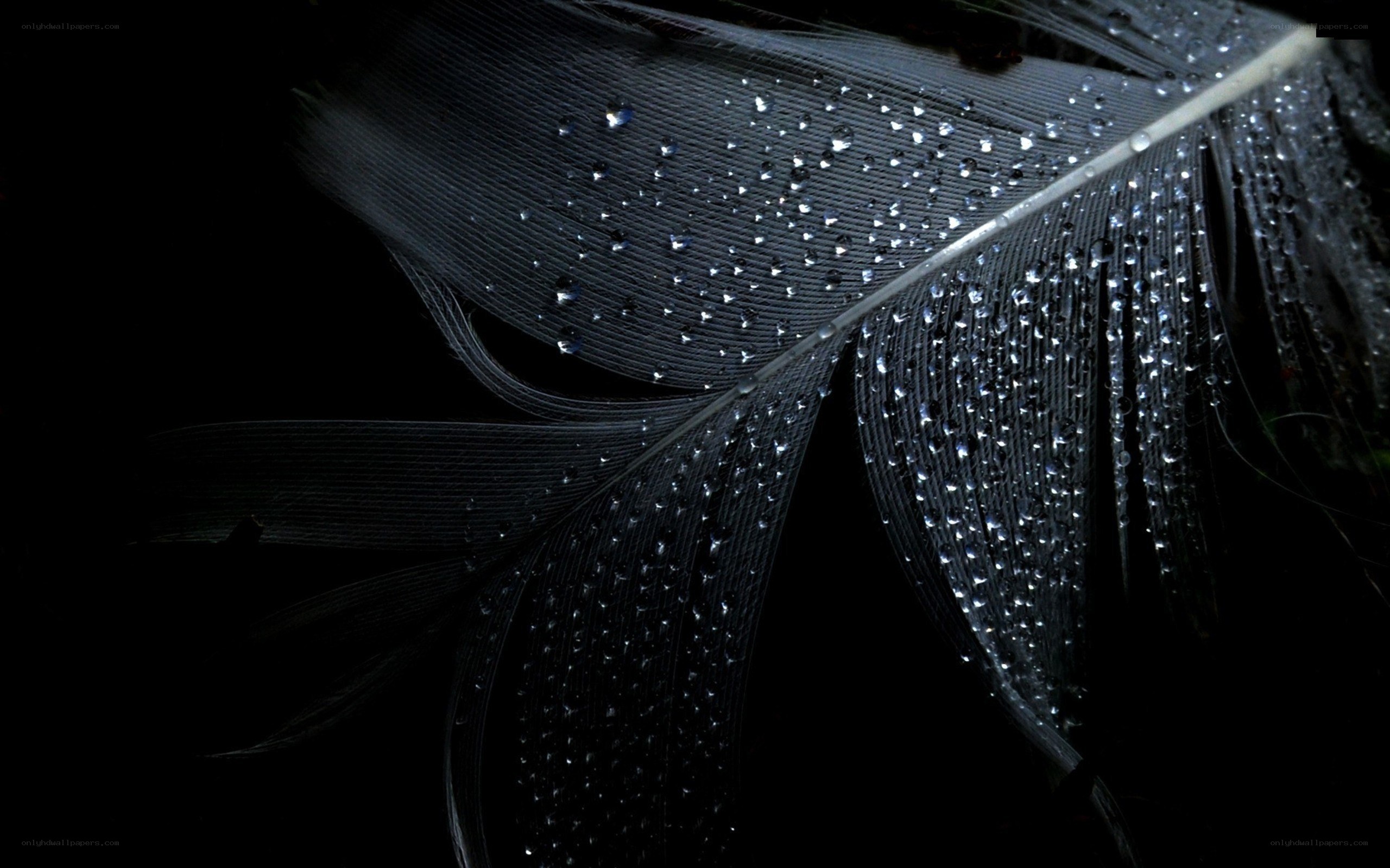 feather with water droplets
