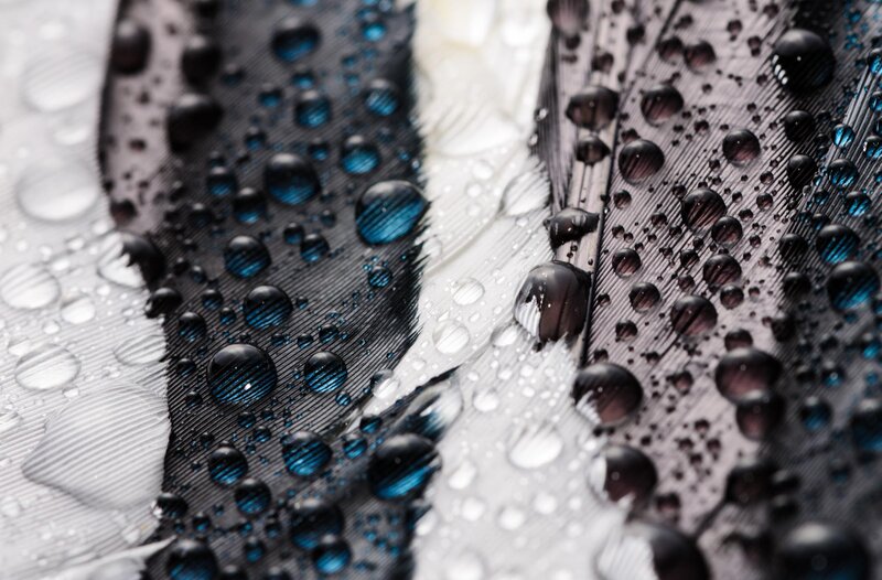 Feather with Water Droplets — Black, Calm