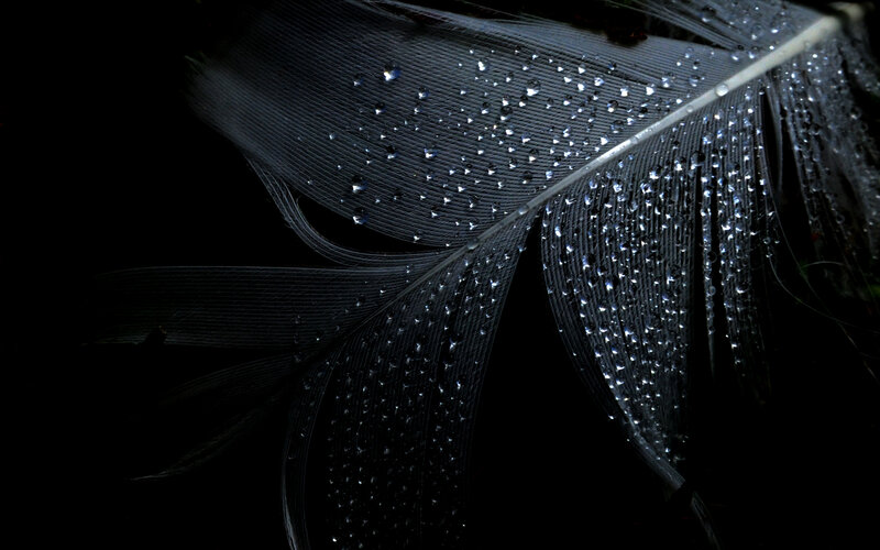 Feather with Water Droplets — Black, Dramatic