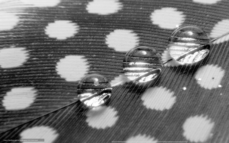 Feather with Water Droplets — Black