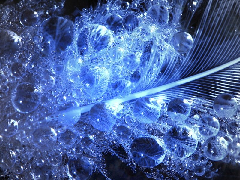 Feather with Water Droplets — Blue, Serene, Photograph