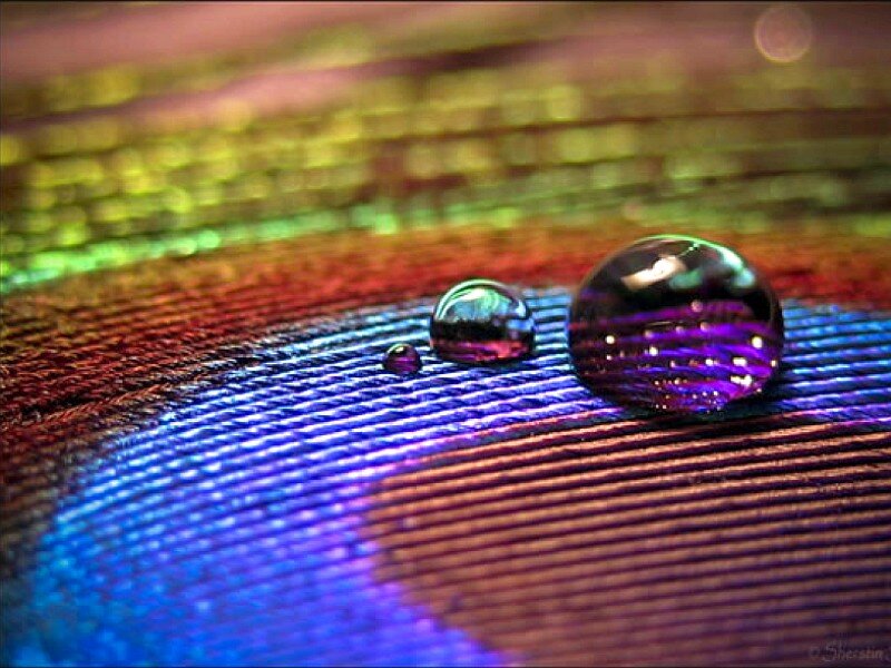 Feather with Water Droplets — Blue