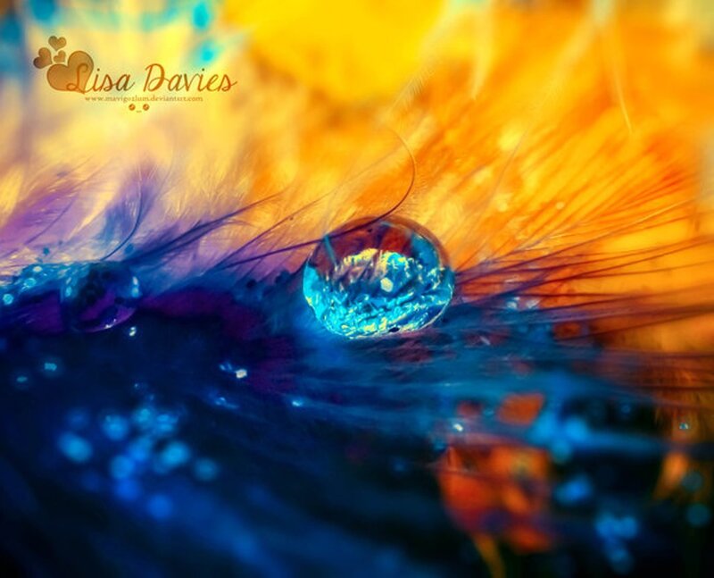 Feather with Water Droplets — Blue, Vibrant