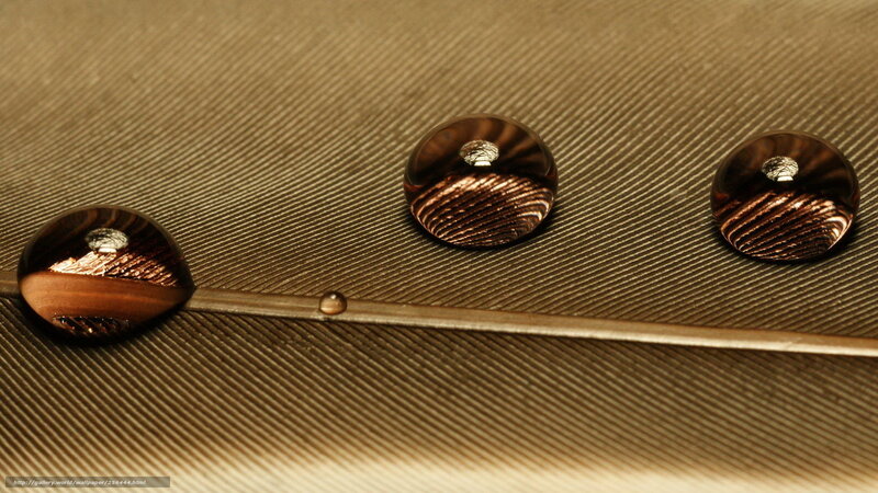 Feather with Water Droplets — Brown, Calm