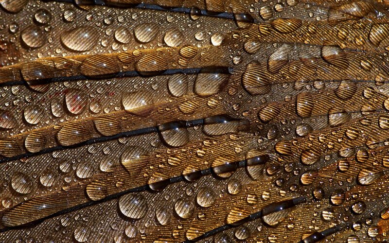 Feather with Water Droplets — Brown, Detailed