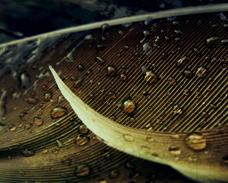 Feather with Water Droplets — Brown, Dramatic, Photograph, Water Droplets, Texture