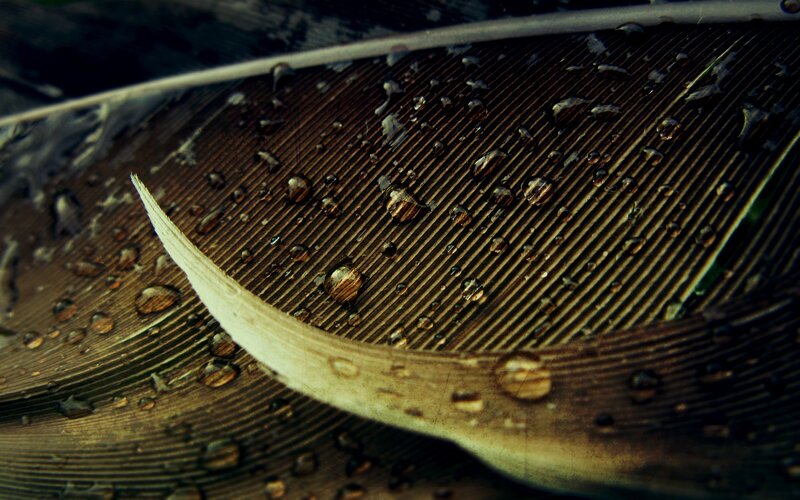 Feather with Water Droplets — Brown, Dramatic