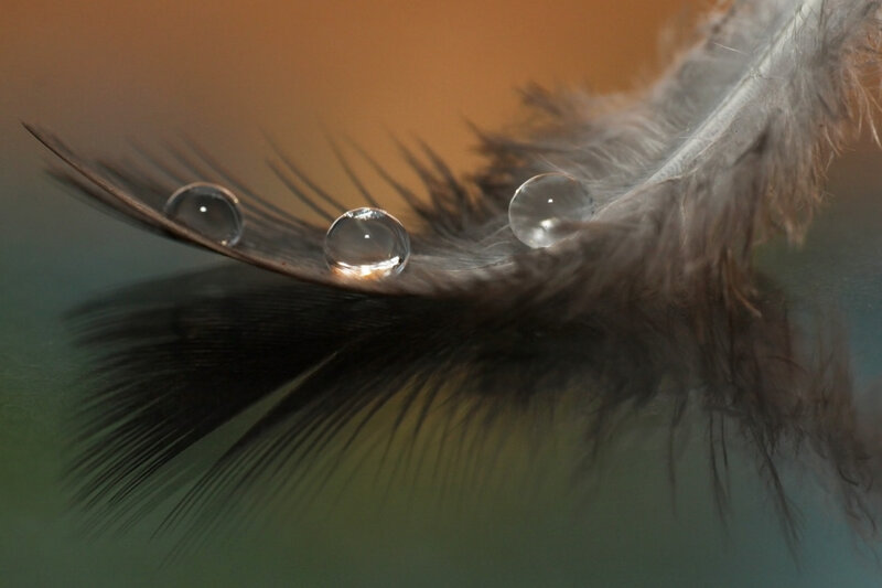 Feather with Water Droplets — Brown