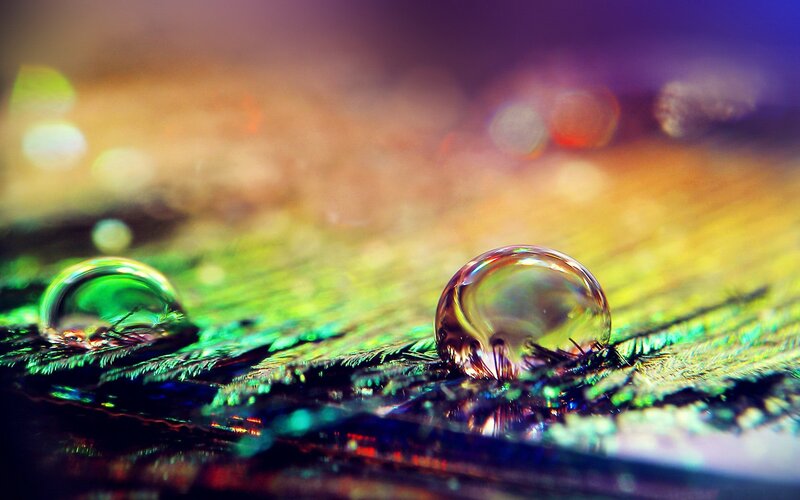 Feather with Water Droplets — Green