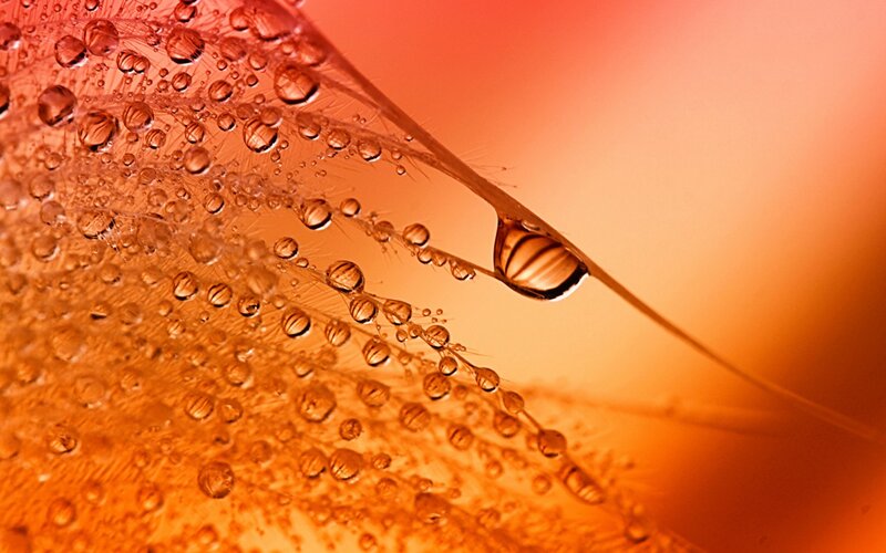 Feather with Water Droplets — Orange, Serene