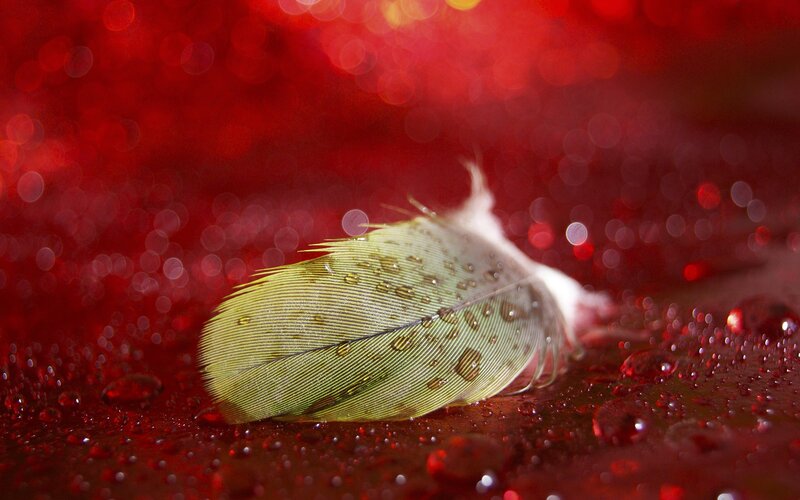 Feather with Water Droplets — Red, Dramatic