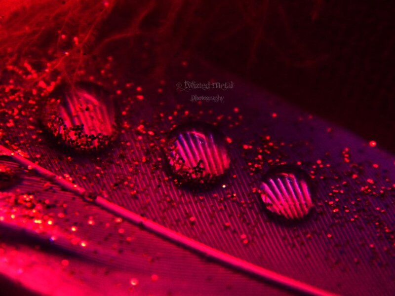 Feather with Water Droplets — Red