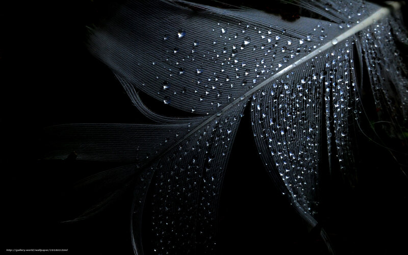 feather with water droplets