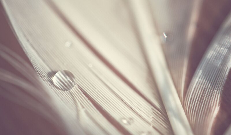 Feather with Water Droplets — White, Serene
