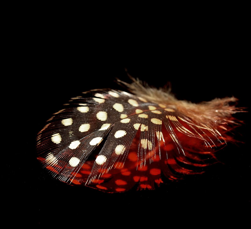 feather with white spots