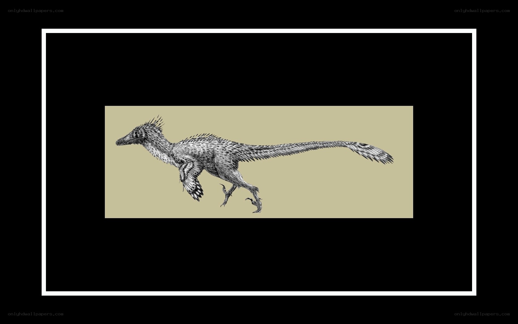 feathered dinosaur illustration