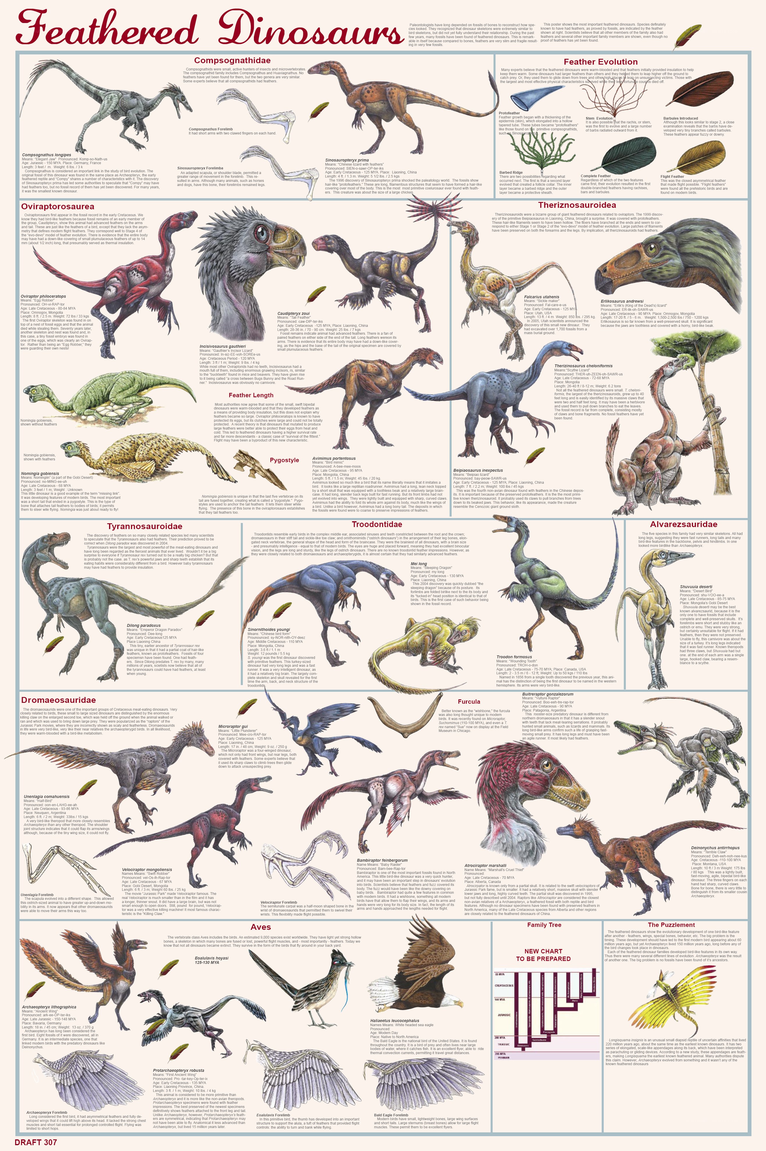 Feathered Dinosaurs Chart