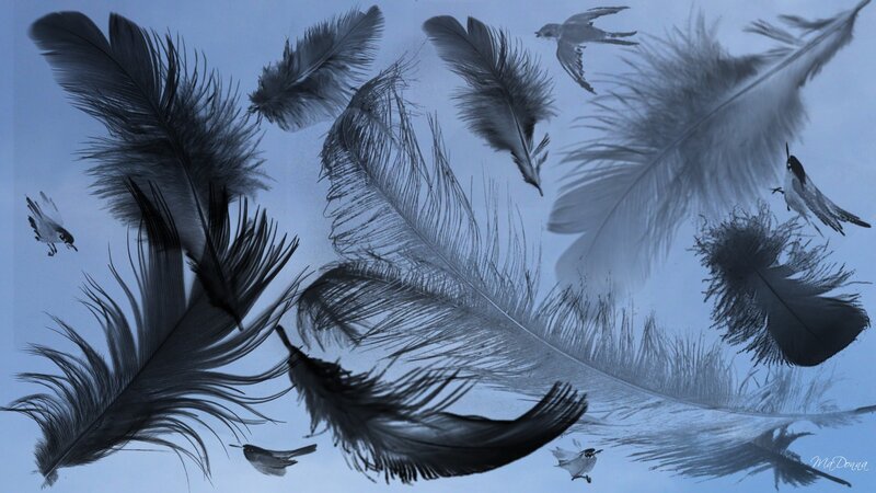 Feathers and birds in flight