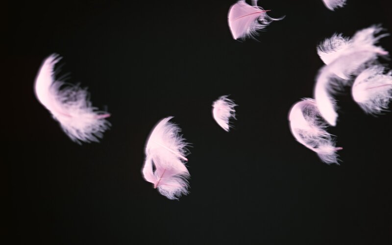 feathers floating in darkness