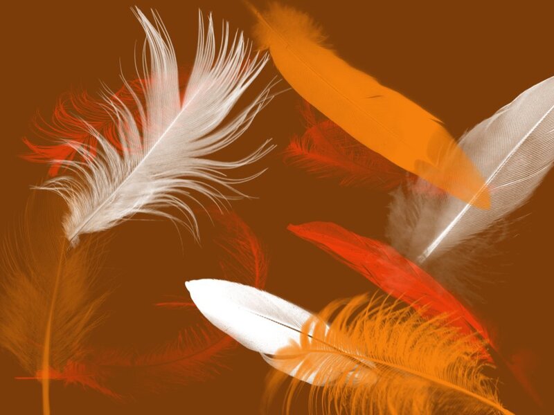 feathers in warm tones