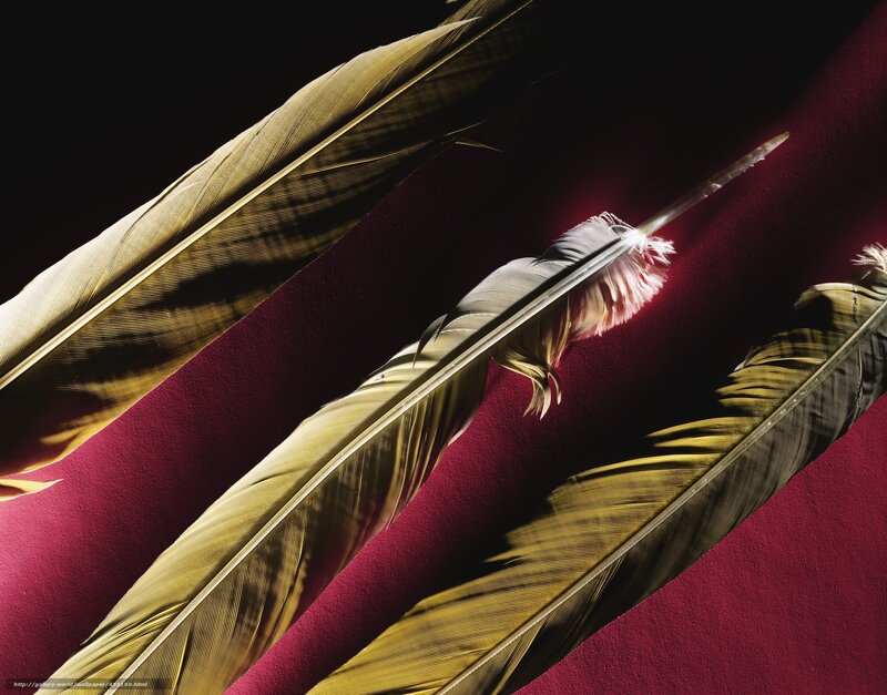 Feathers on a red surface