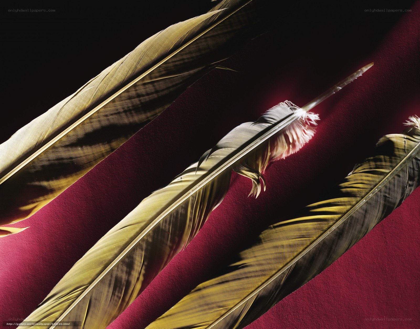 Feathers on a red surface