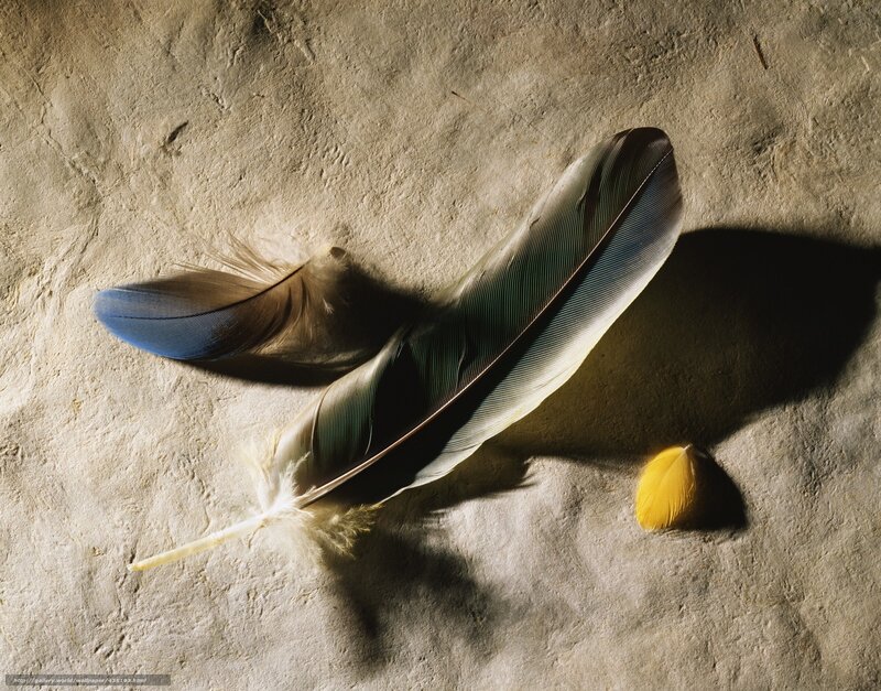 Feathers on a textured surface
