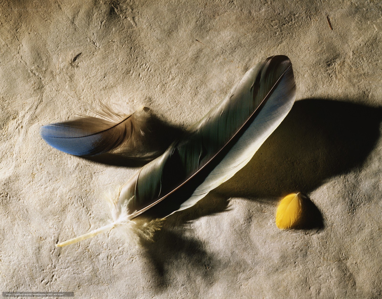 Feathers on a textured surface