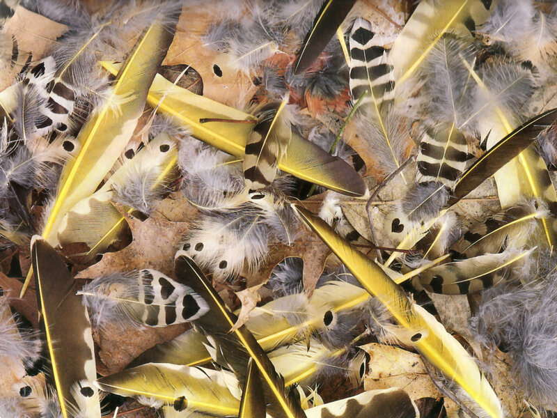 Feathers on Fallen Leaves