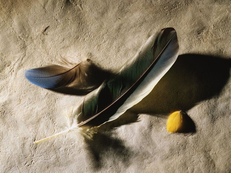 feathers on textured surface