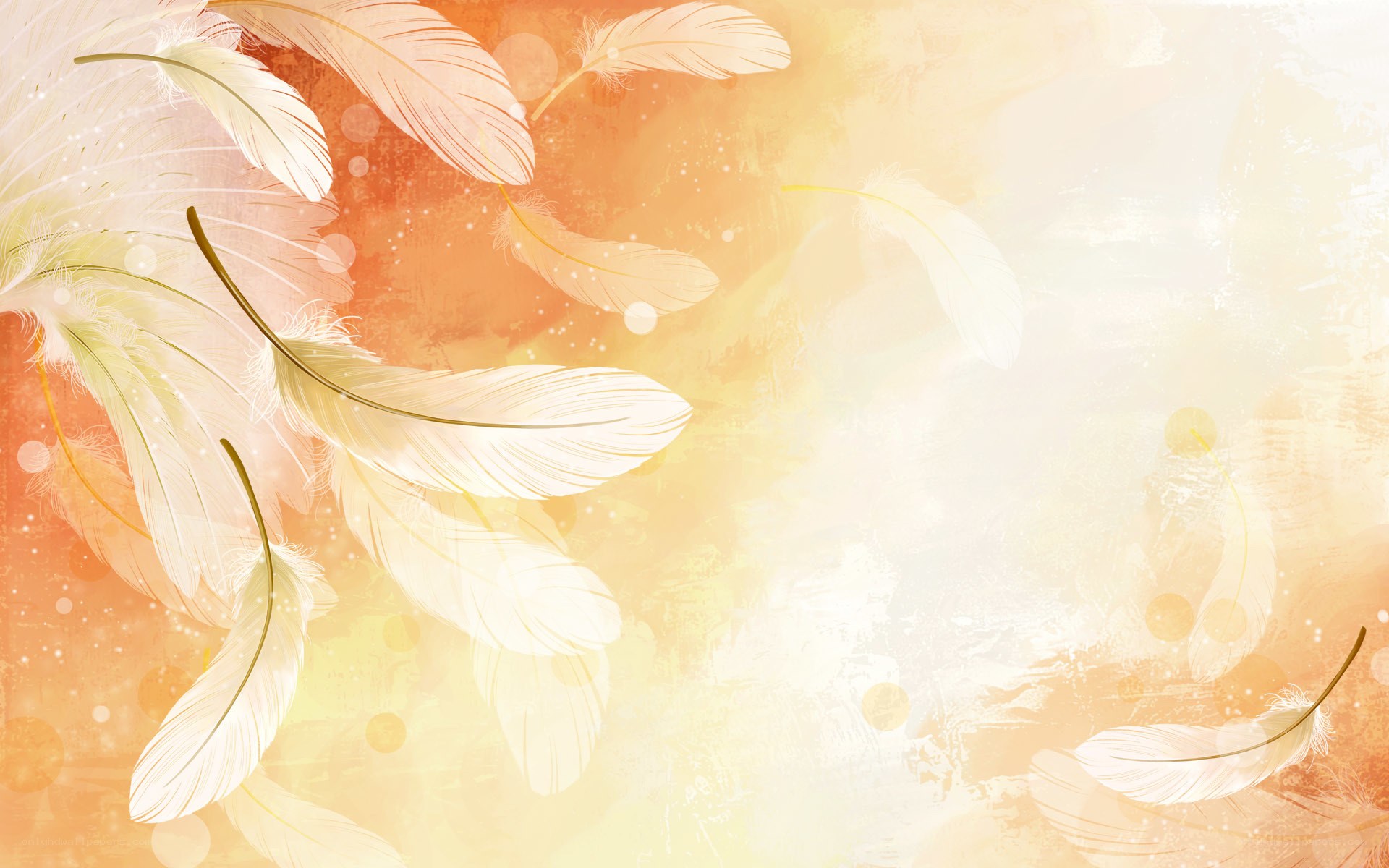 feathers on warm background
