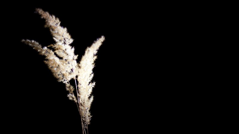 feathery grass against black