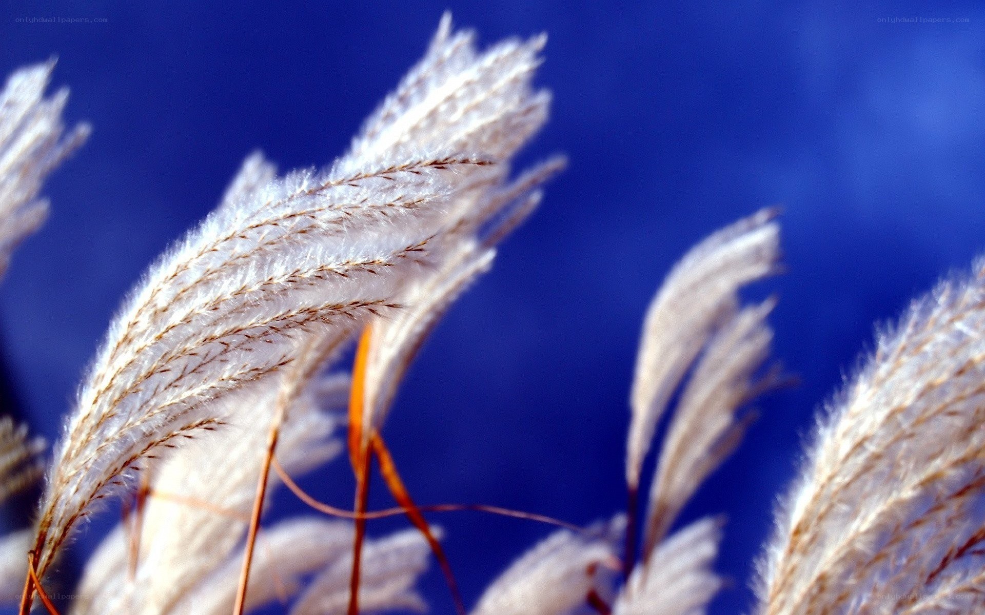 Feathery grass against blue sky