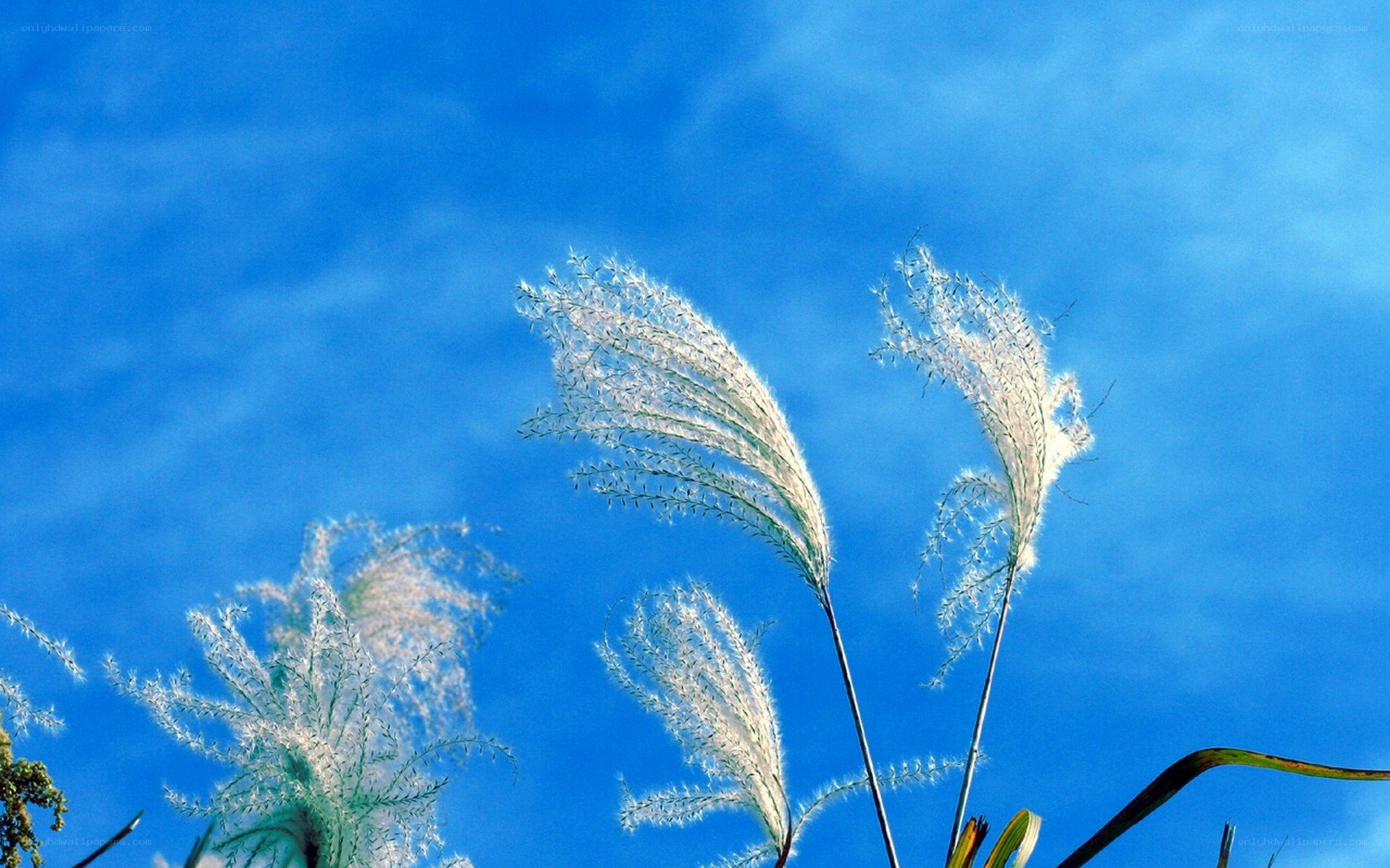 feathery grass against blue sky